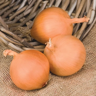 Три цибуліни сорту Манас F1 на ткани