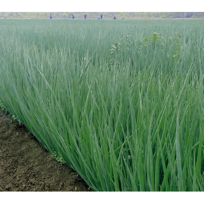 Поле с зелёным луком - МАНИФЕСТ