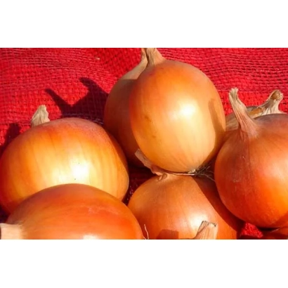 Свежие луковицы сорта Мастер на красном фоне