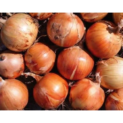 Fresh whole onion bulbs - MEDAILLON
