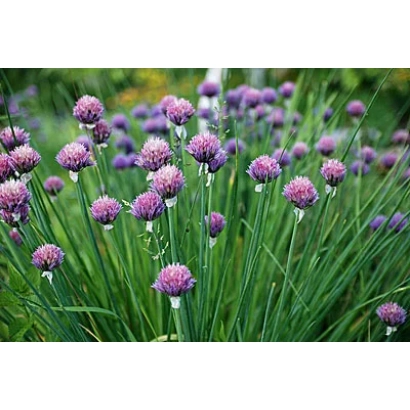 Свежий лук на грядке - МЕДОНОС