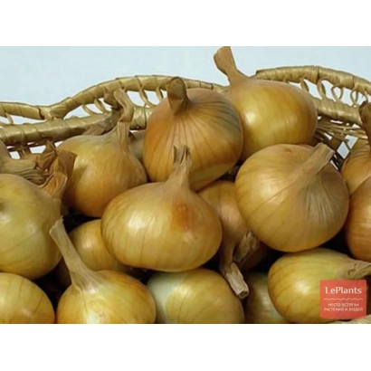 Корзина с луком МЕЖСЕЗОНЬЕ