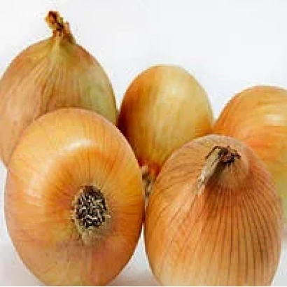 Fresh yellow onion bulbs on a white background - Mississippi