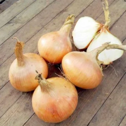 Fresh Miyuki onion bulbs on a wooden surface