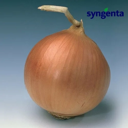 Цибуля Syngenta - Мундіал F1