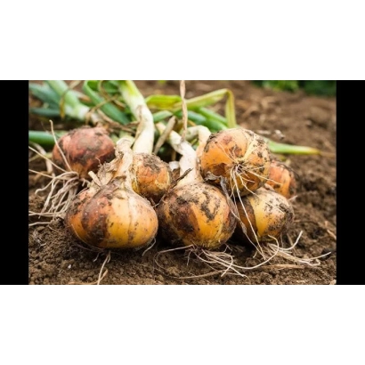 Свежий лук на земле - Надёжный