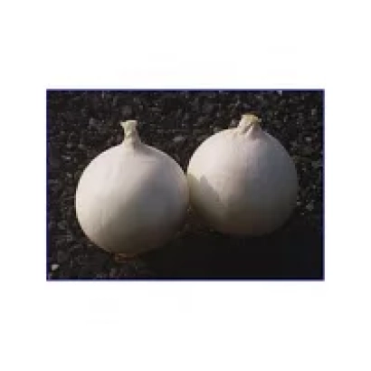 Two white onions on a dark background - Nevix