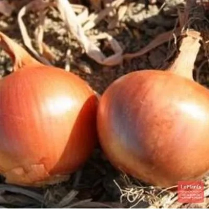 Два красных лука на земле - ОДНОЛЕТНИЙ ХАВСКИЙ 74