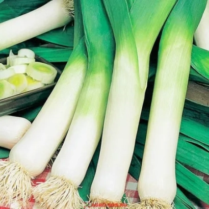Свежий лук-порей на зелёном фоне - ОЛИМПОС