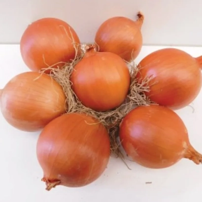 Група цілих цибулин цибулі Олоросо на білому фоні