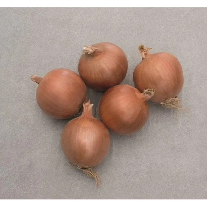 Группа луковиц сорта ОРЛАНДА на сером фоне