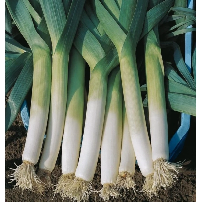 Fresh leeks on soil - AUTUMN BEAUTY