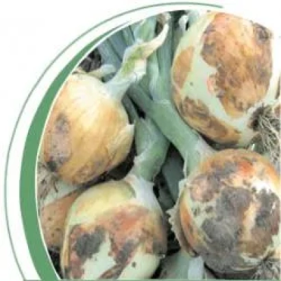 Повреждённые луковицы лука с гнилью - Пантер F1