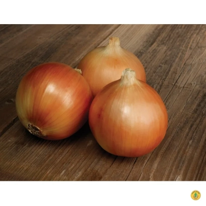 Три луковицы сорта Пегас на деревянной поверхности