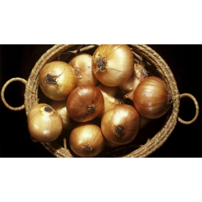 Корзина с луком - ПЕРВЕНЕЦ