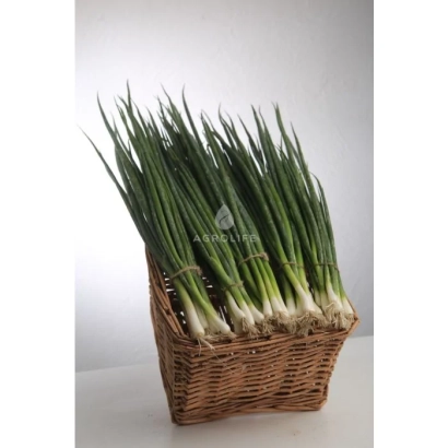 Свежий зеленый лук в плетеной корзине - Пиканте