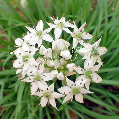 Белые цветы лука на зеленом фоне - Пикантный
