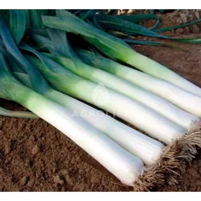 Fresh leek on soil - Pluston