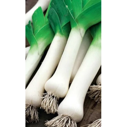 Fresh leek on wooden surface - Victor