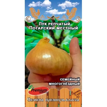 Seed onion bulb POGARSKY LOCAL IMPROVED held in hand