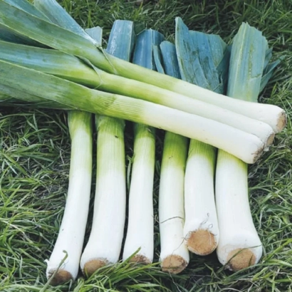 Fresh leeks on green grass - Porbella