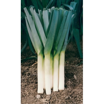 Fresh leek in field - PREMIERA