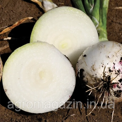 Срезанный лук на земле - ПРИМО