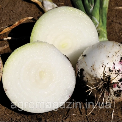 Свежий лук на земле, нарезанный и целый - ПРИМО БЛАНКО