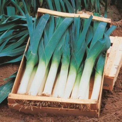 Fresh leek in a wooden crate on soil - Pucex