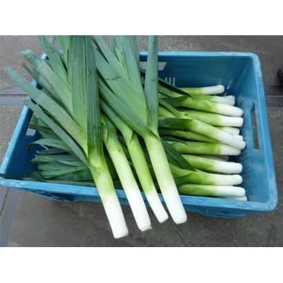 Свежий лук-порей в синей пластиковой корзине - Ралли