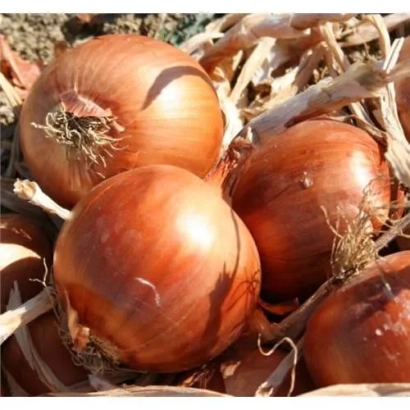 Fresh onion bulbs of the Ranko | Ranko variety on a background of dry foliage