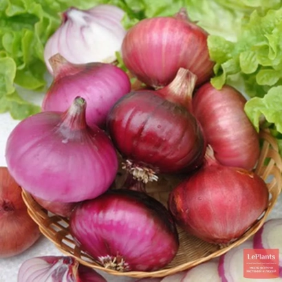 Корзина с красными луками на фоне зелени - РАННИЙ РОЗОВЫЙ