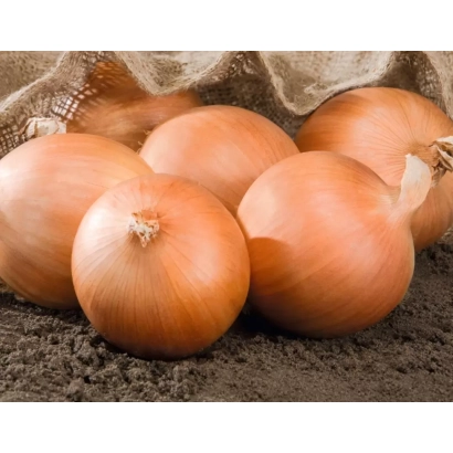 Свіжі цілі цибулини цибулі на темному фоні - Роухайд