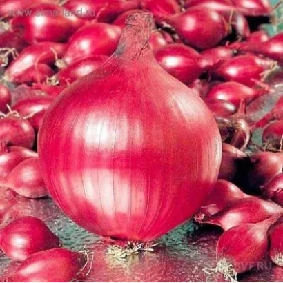 Крупный красный лук на фоне множества других луковиц - РЕД РЕЙ