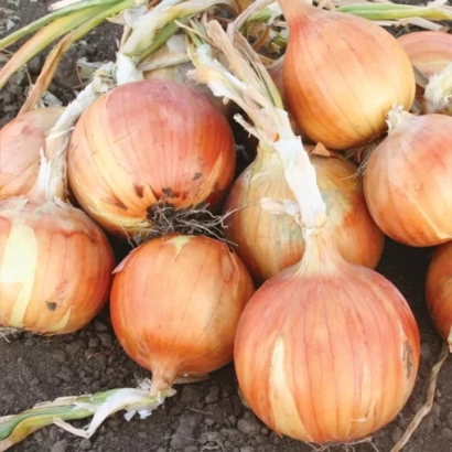 Свіжі цибулинні сорту Ріно на землі