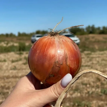 Красная луковица в руке на фоне поля - РОКИТО