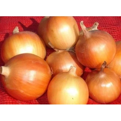 Fresh bulb onions on red fabric - LOCAL DON LEEK