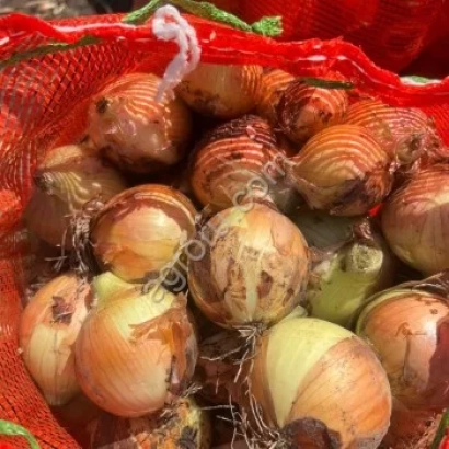 Свежий лук в красной сетке - РС 07751481