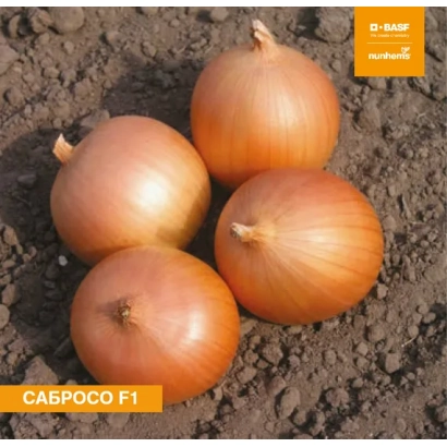 Чотири цибулини сорту Сабросо F1 на землі