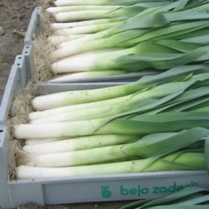 Лук в ящике с логотипом bejo zaden - Садко