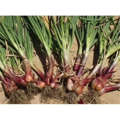 Свежий лук сорта САЛЬДО с зелеными перьями и корнями