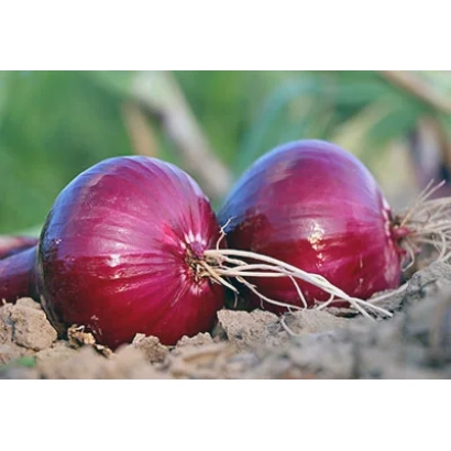 Два червоні цибулі на землі - САЛАТНИЙ