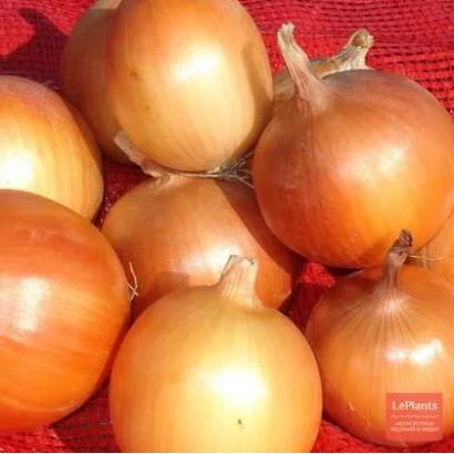 Свежие луковицы сорта Саммит на красной ткани