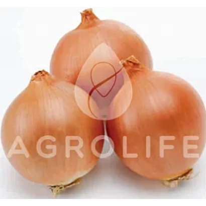 Три цибуліни сорту AGROLIFE на білому фоні - Сандра