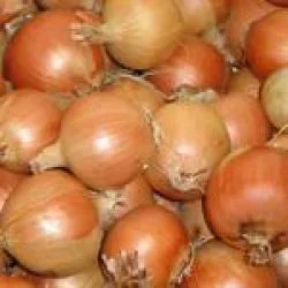 Свіжий цибуля Сангро F1