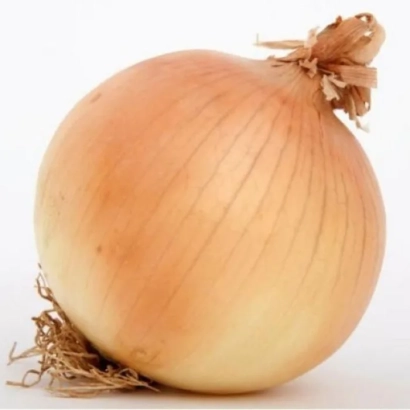 Свіжа цибуля сорту Саратога на білому фоні