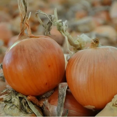 Two whole Scapino F1 onions against a background of other bulbs