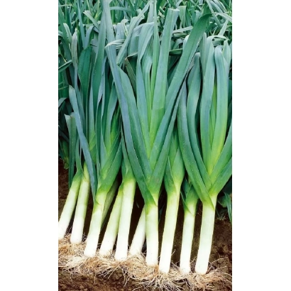 Fresh leek on soil - SEGUN