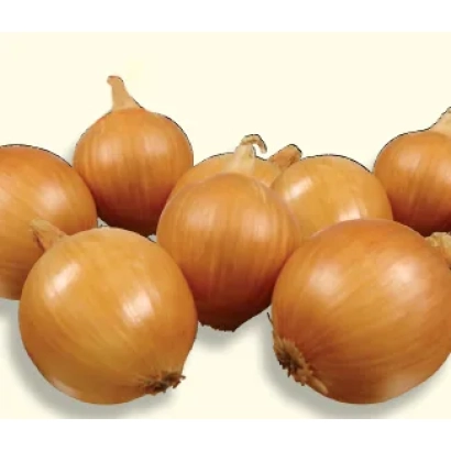 Свіжі цибулинні бульби сорту ШЕРПА F1