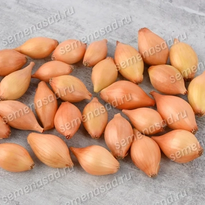 Сырой лук Шетана МС на сером фоне